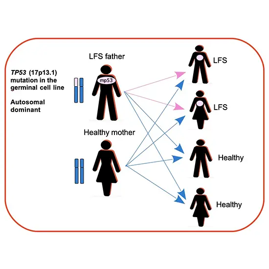 Li Fraumeni Syndrome-TP53 Sequencing